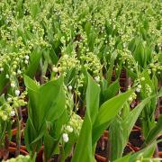 Muguet Porte Bonheur !