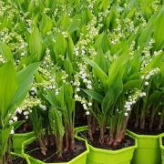 Muguet Porte Bonheur !