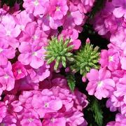 Verveine rose bouton
