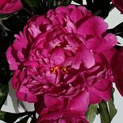 Pivoine Red Sarah !