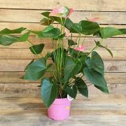 Anthurium rose d17