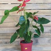 Anthurium rouge d17