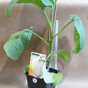 Aubergine blanche 1litre