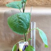 Aubergine sultane 1litre