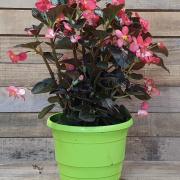 Begonia big d25