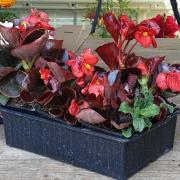Begonia ext rouge godet 8x6