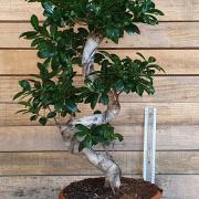 Bonsai ficus g