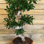 Bonsai ficus