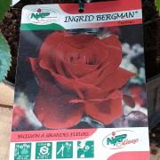 Chromo ingrid bergman