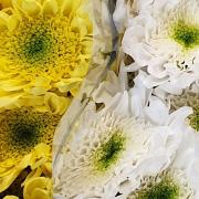 Chrysanthemes euro bouton