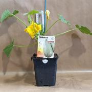 Courgette grise