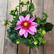 Dahlia rose bouton fleur