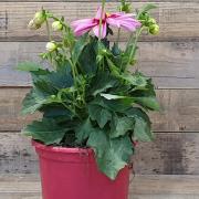 Dahlia rose