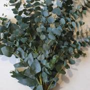 Eucalyptus cinerea le bouquet