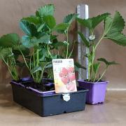 Fraise charlotte