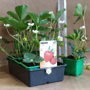 Fraise cirafine