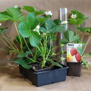 Fraise clery