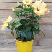 Hibiscus jaune d19