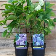 Hortensia plantation d14