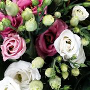 Lisianthus bouton