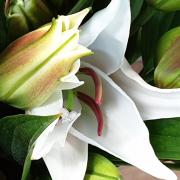 Lys oriental bouton blanc