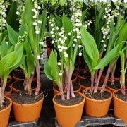 Muguet pot 3 brins