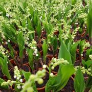 Muguet Porte Bonheur !