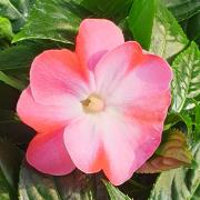 Nouvelle guinee rose