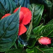 Nouvelle guinee rouge