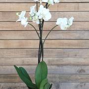 Phalaenopsis grandiflora cahe pot