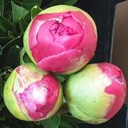 Pivoines command performance boutons fermes