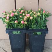 Pivoines coral charm 50 cm