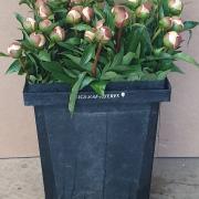 Pivoines pecher 50 cm