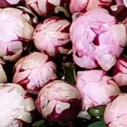 Pivoines reine hortense bouton