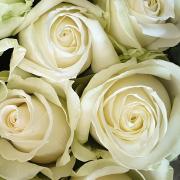 Roses avalanche blanches le bouton