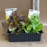 Salade fcr sucrine