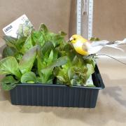 Salade rougette