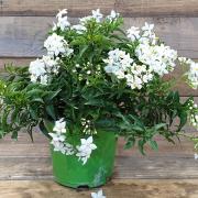 Solanum jasminoide blanc d14