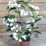 Stephanotis arceau