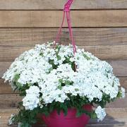 Suspension verveine blanche d27