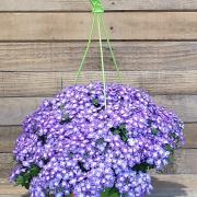 Suspension verveine bleue d27