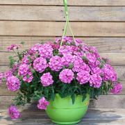 Suspension verveine rose d27