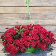 Suspension verveine rouge d27