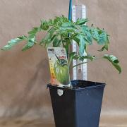 Tomate green zebra