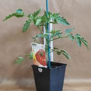 Tomate marmande
