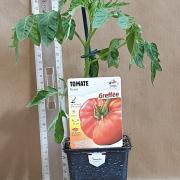 Tomate russe