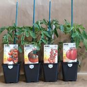 Tomate x4