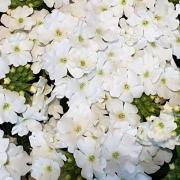 Verveine blanche bouton