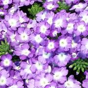 Verveine bleue bouton