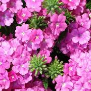 Verveine rose bouton